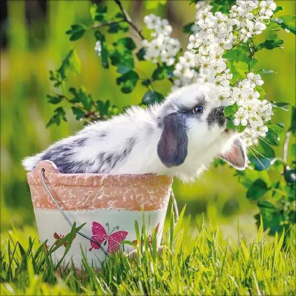 Bild: 9783731888314 | Kaninchen 2026 | Verlag Korsch | Kalender | 13 S. | Deutsch | 2026