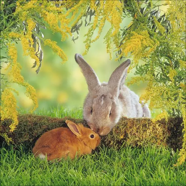 Bild: 9783731888314 | Kaninchen 2026 | Verlag Korsch | Kalender | 13 S. | Deutsch | 2026