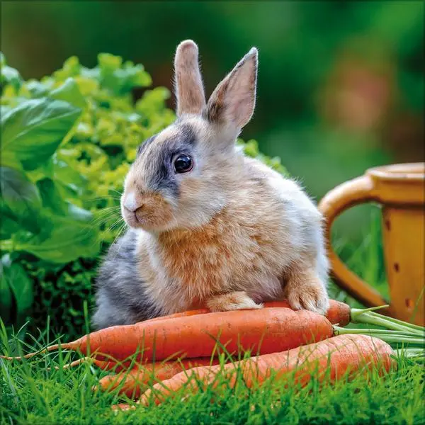 Bild: 9783731888314 | Kaninchen 2026 | Verlag Korsch | Kalender | 13 S. | Deutsch | 2026