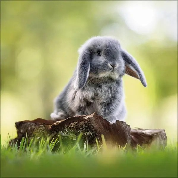 Bild: 9783731888314 | Kaninchen 2026 | Verlag Korsch | Kalender | 13 S. | Deutsch | 2026