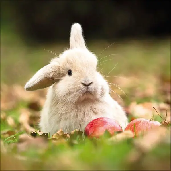 Bild: 9783731888314 | Kaninchen 2026 | Verlag Korsch | Kalender | 13 S. | Deutsch | 2026