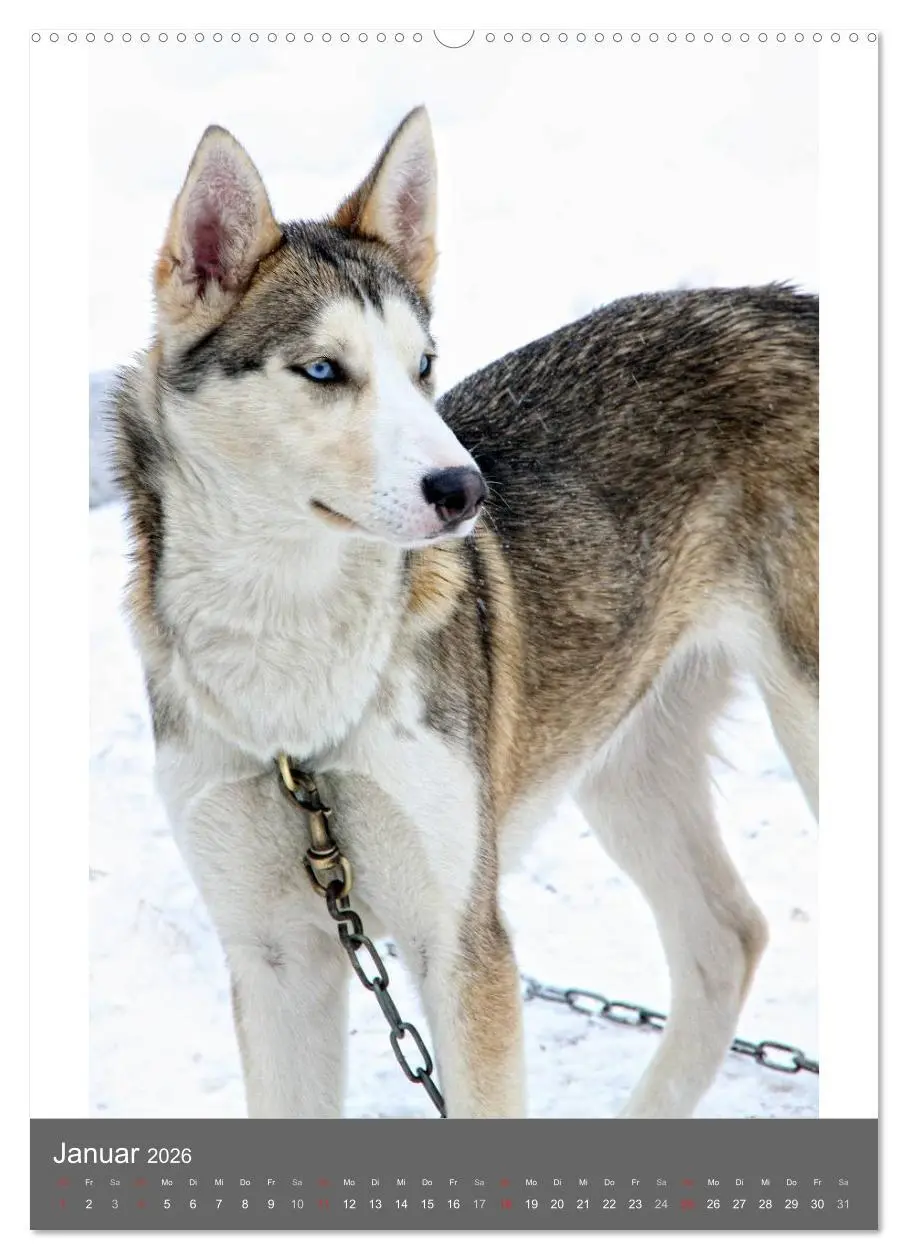 Bild: 9783516428414 | Huskies - Portraits im Schnee (hochwertiger Premium Wandkalender...