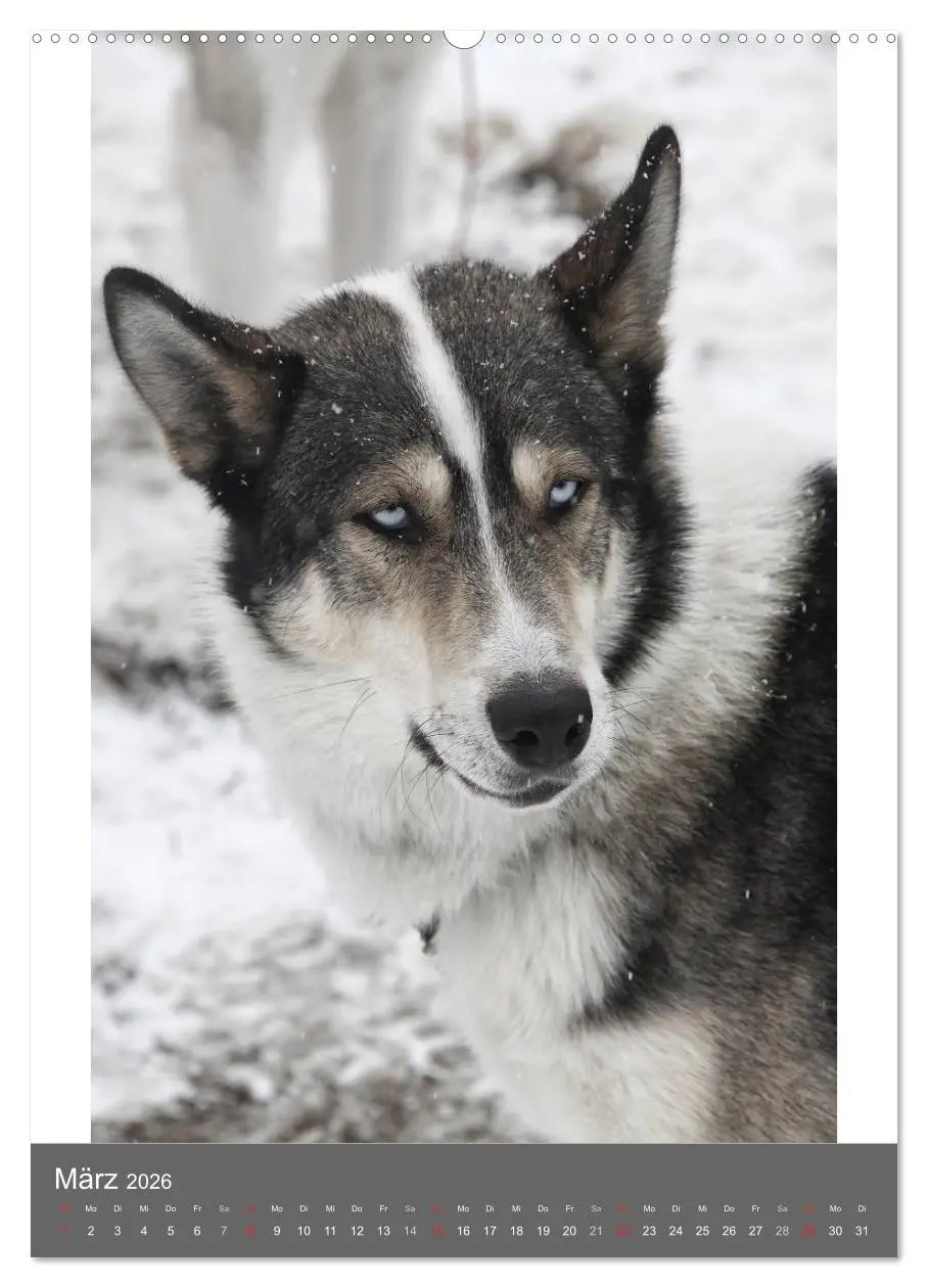 Bild: 9783516428414 | Huskies - Portraits im Schnee (hochwertiger Premium Wandkalender...
