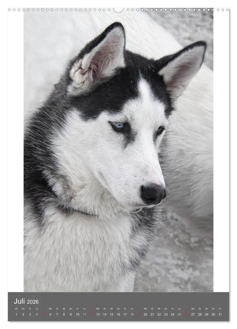 Bild: 9783516428414 | Huskies - Portraits im Schnee (hochwertiger Premium Wandkalender...