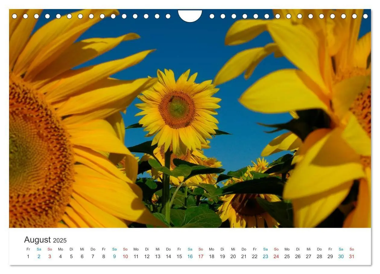 Bild: 9783435788514 | Sonnenblumen 2025 (Wandkalender 2025 DIN A4 quer), CALVENDO...