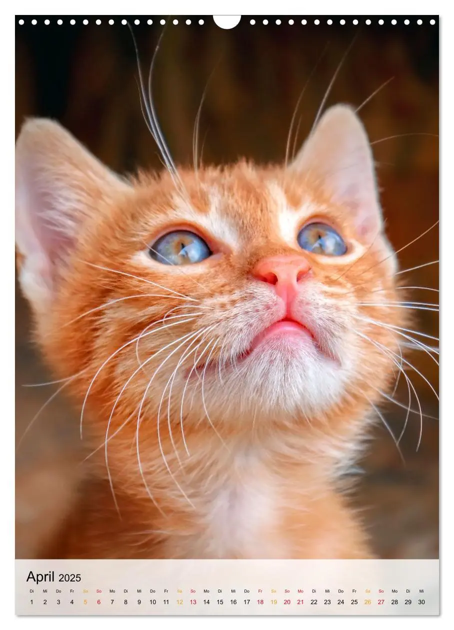Bild: 9783435928514 | Katzen - süß und kuschelig (Wandkalender 2025 DIN A3 hoch),...