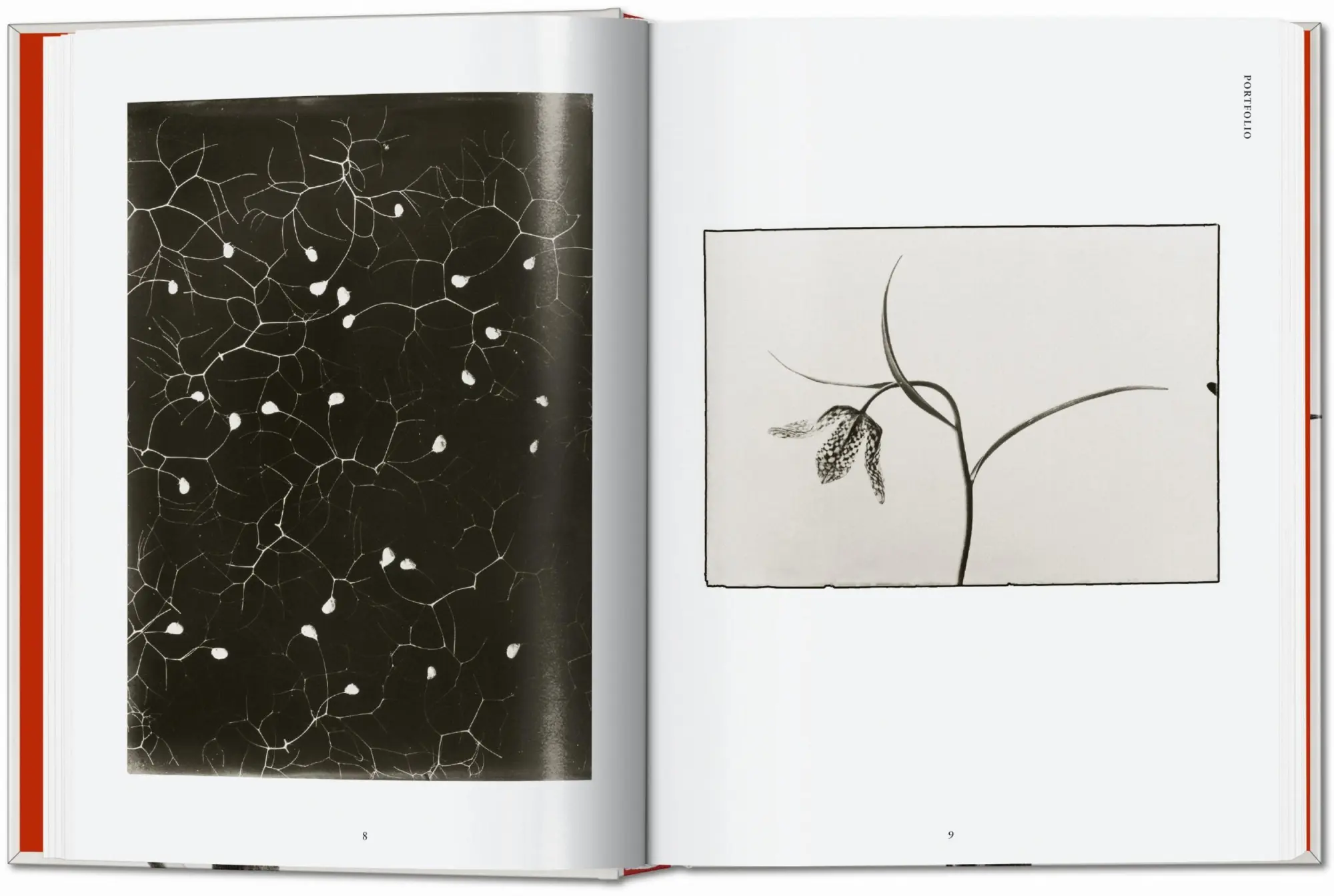 Bild: 9783836598514 | Karl Blossfeldt. The Complete Published Work. 45th Ed. | Adam | Buch