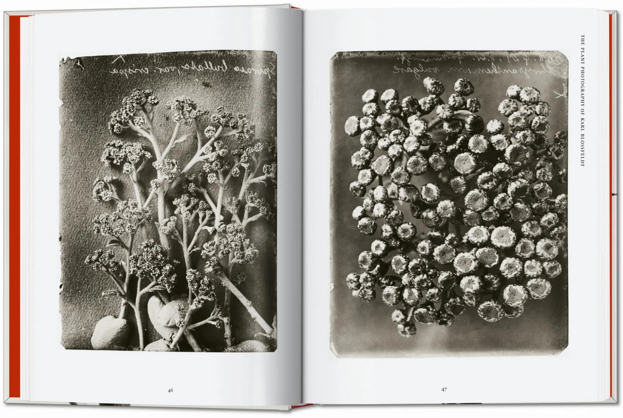 Bild: 9783836598514 | Karl Blossfeldt. The Complete Published Work. 45th Ed. | Adam | Buch