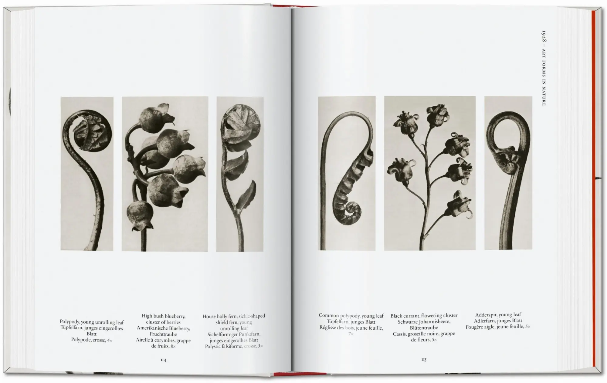 Bild: 9783836598514 | Karl Blossfeldt. The Complete Published Work. 45th Ed. | Adam | Buch