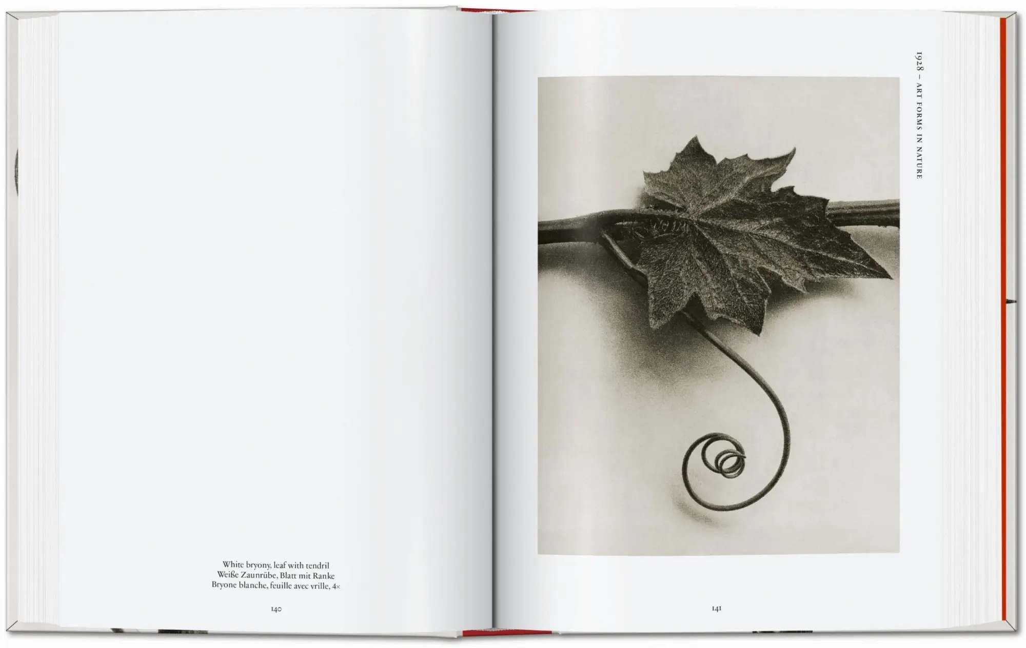 Bild: 9783836598514 | Karl Blossfeldt. The Complete Published Work. 45th Ed. | Adam | Buch