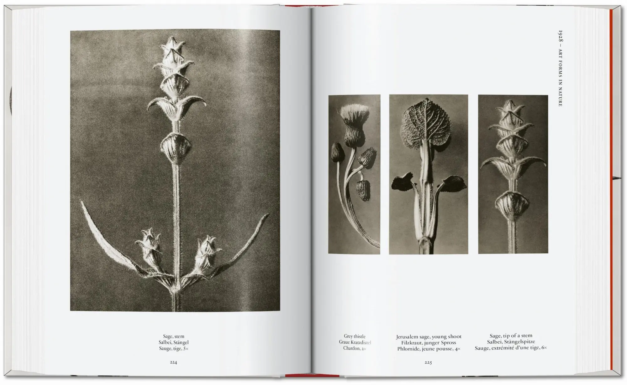 Bild: 9783836598514 | Karl Blossfeldt. The Complete Published Work. 45th Ed. | Adam | Buch