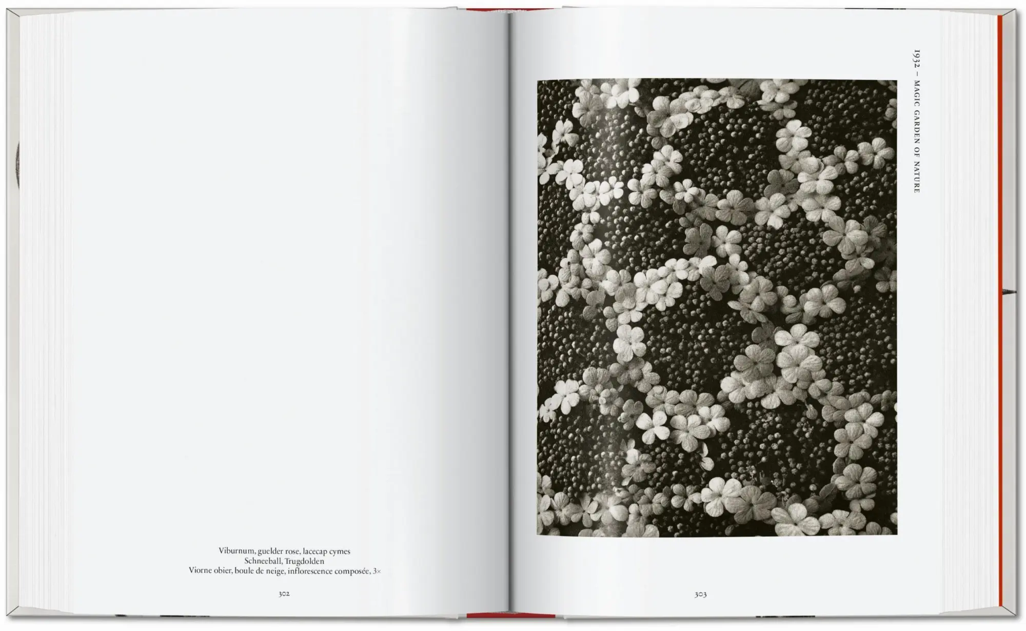Bild: 9783836598514 | Karl Blossfeldt. The Complete Published Work. 45th Ed. | Adam | Buch