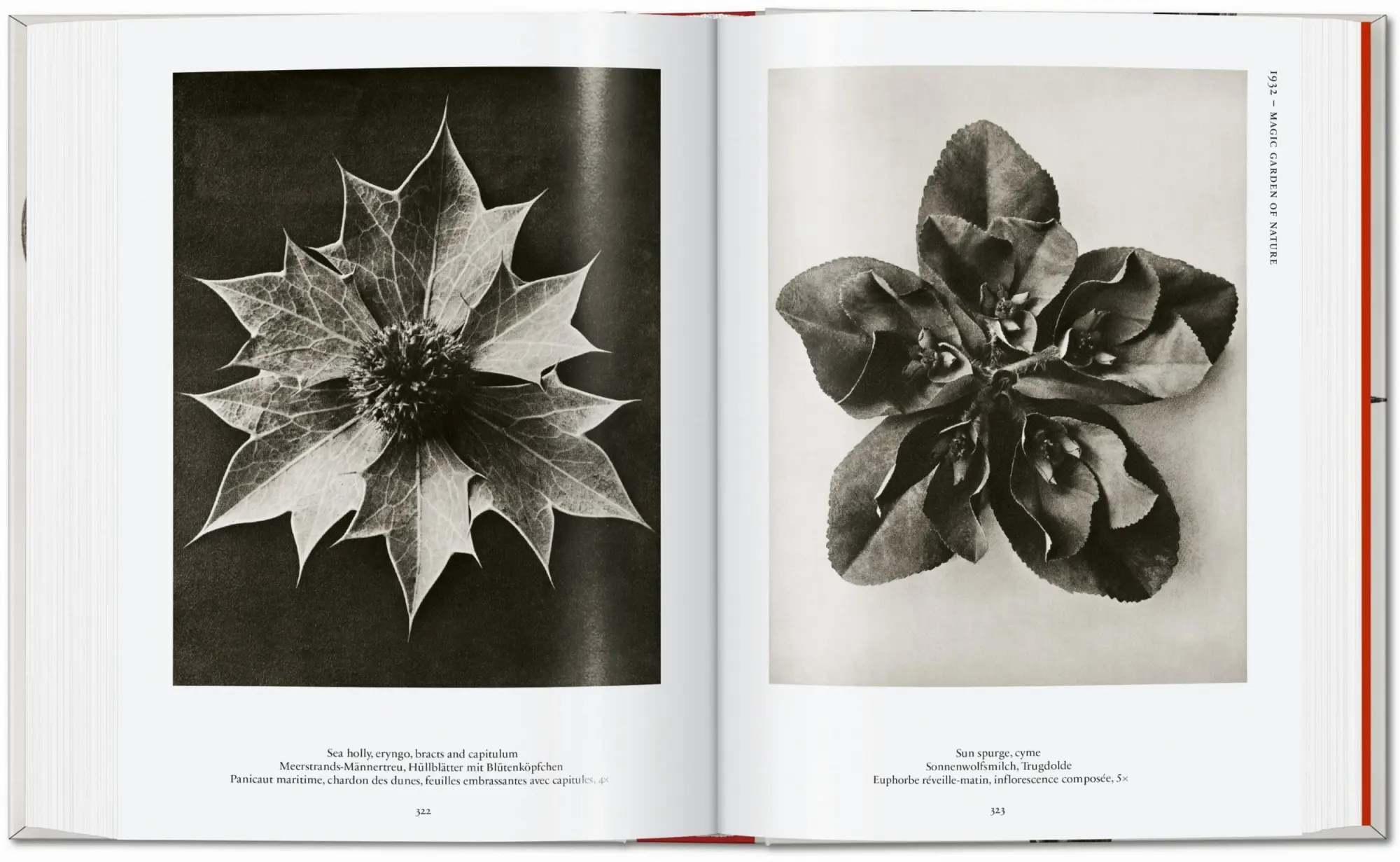 Bild: 9783836598514 | Karl Blossfeldt. The Complete Published Work. 45th Ed. | Adam | Buch