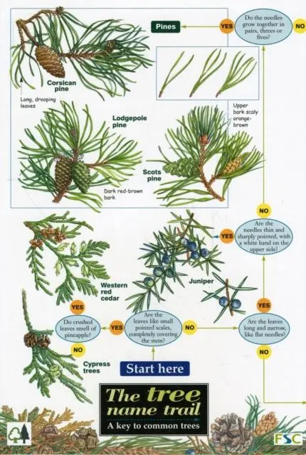 Cover: 9781851538614 | Tree Name Trail | A Key to Common Trees | Jonathan Oldham | Englisch