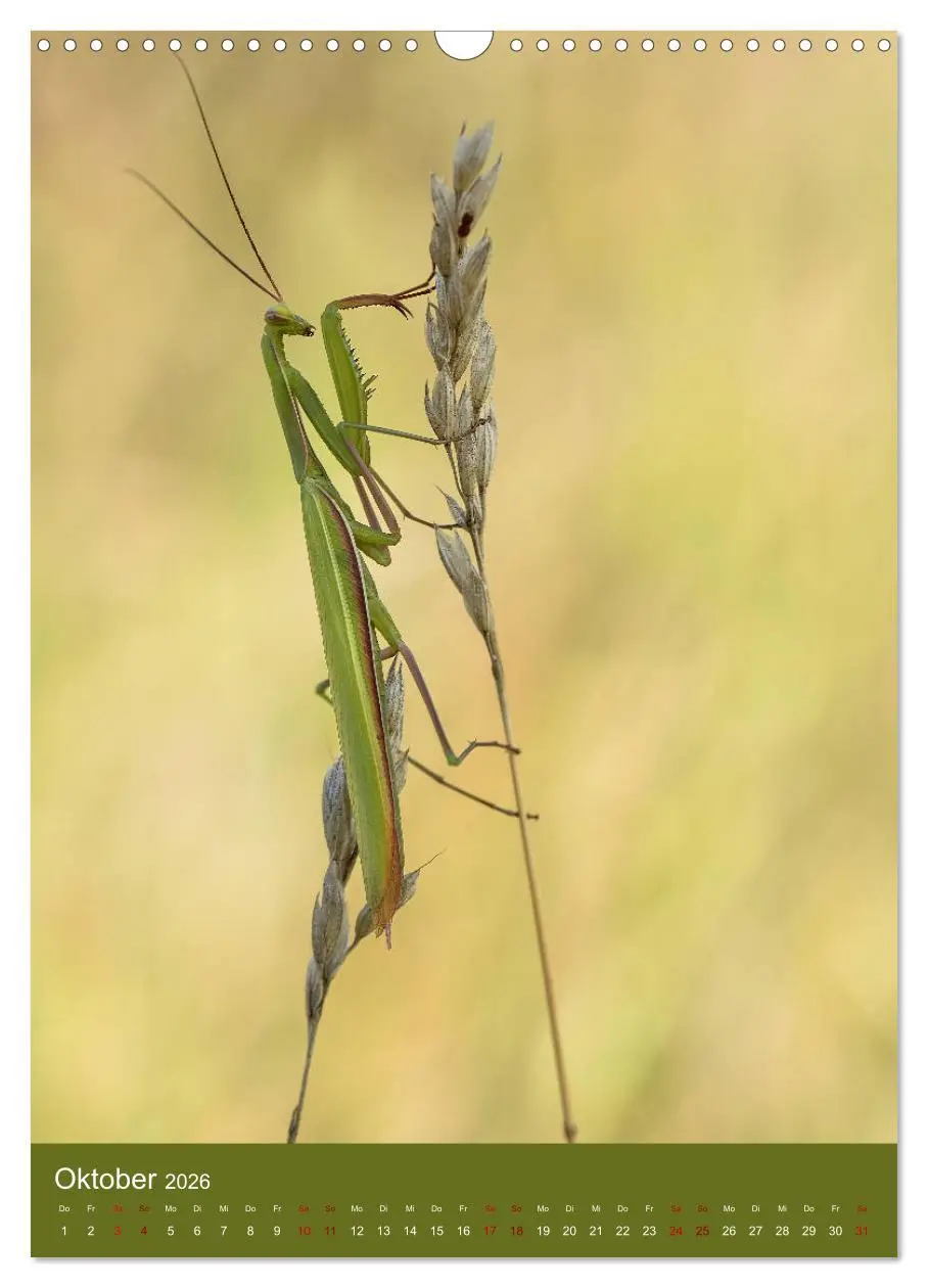 Bild: 9783516408614 | Die Gottesanbeterin. Räuber der Insektenwelt. (Wandkalender 2026...