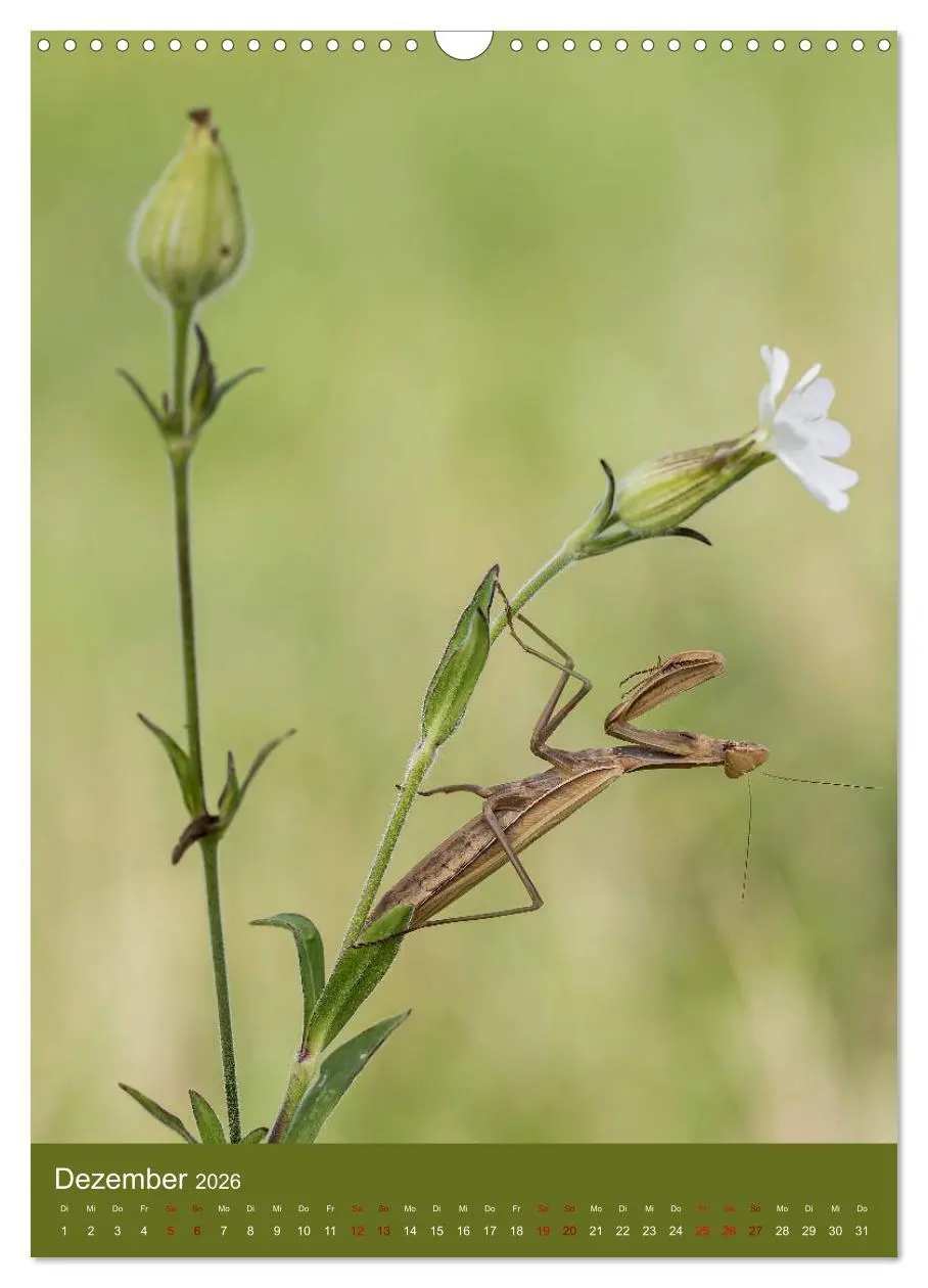 Bild: 9783516408614 | Die Gottesanbeterin. Räuber der Insektenwelt. (Wandkalender 2026...