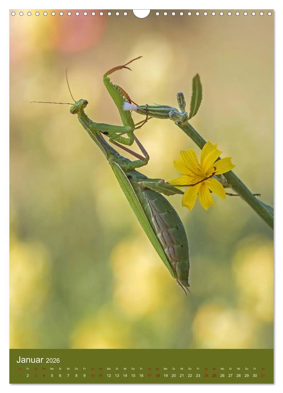 Bild: 9783516408614 | Die Gottesanbeterin. Räuber der Insektenwelt. (Wandkalender 2026...