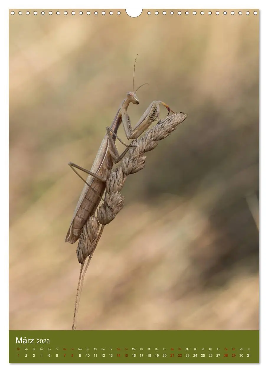 Bild: 9783516408614 | Die Gottesanbeterin. Räuber der Insektenwelt. (Wandkalender 2026...