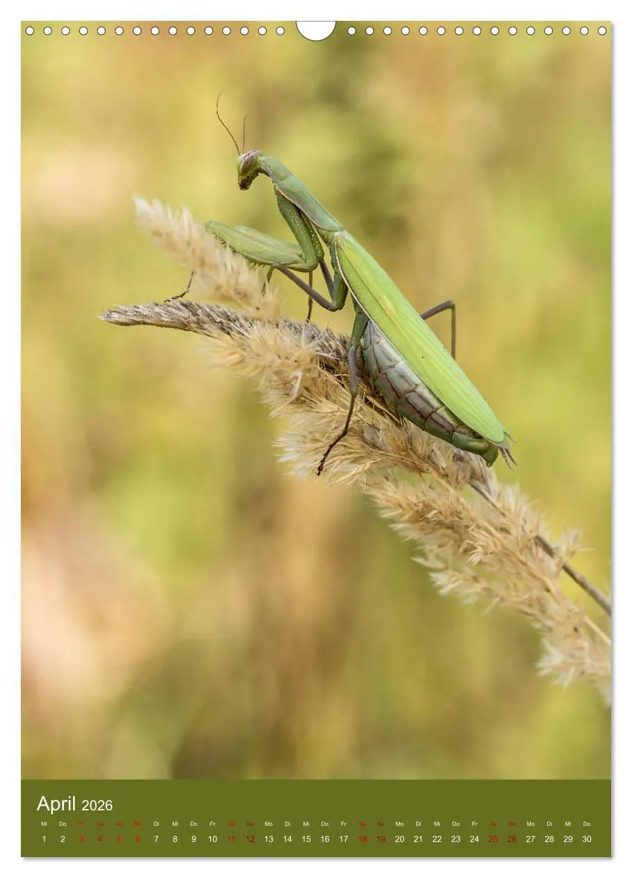 Bild: 9783516408614 | Die Gottesanbeterin. Räuber der Insektenwelt. (Wandkalender 2026...