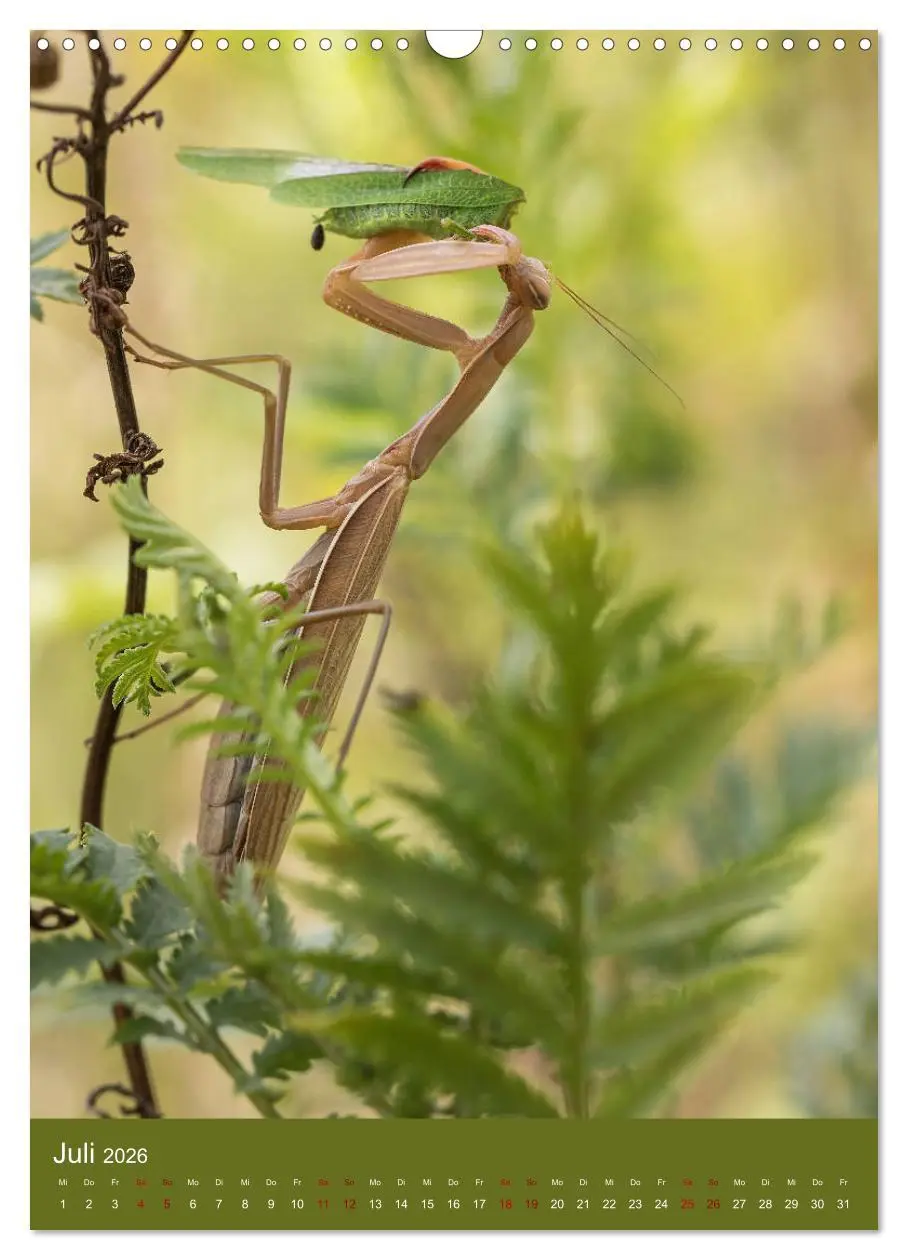 Bild: 9783516408614 | Die Gottesanbeterin. Räuber der Insektenwelt. (Wandkalender 2026...