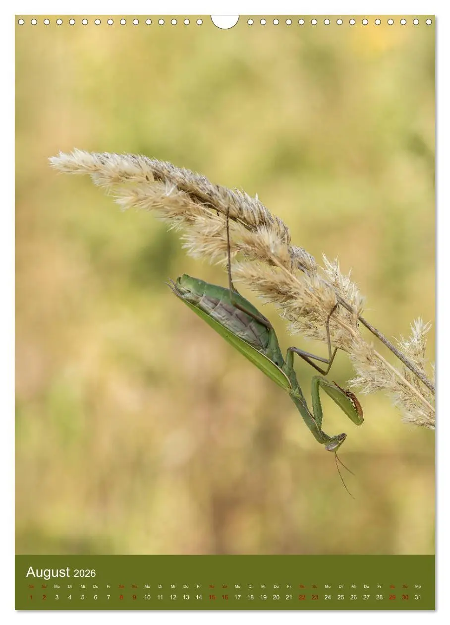 Bild: 9783516408614 | Die Gottesanbeterin. Räuber der Insektenwelt. (Wandkalender 2026...