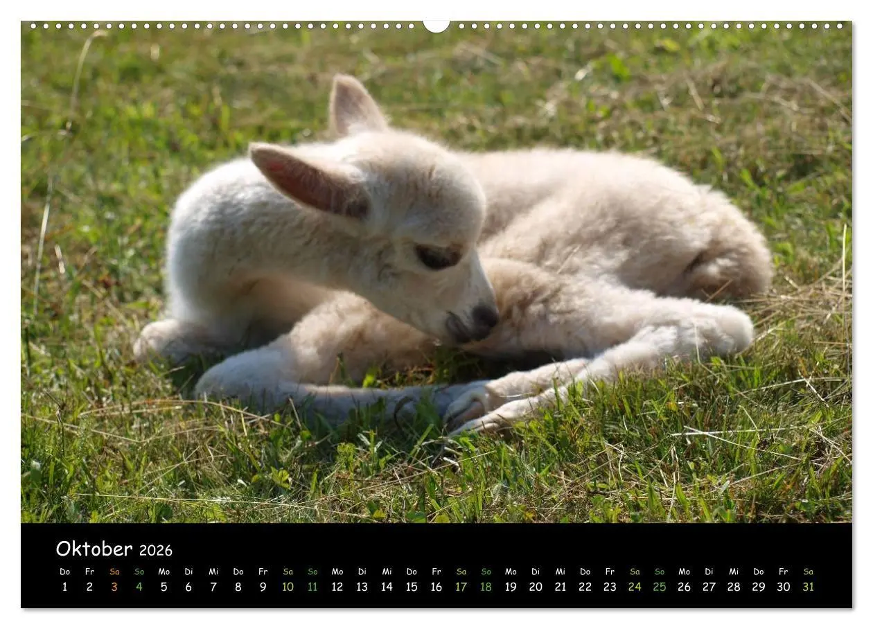 Bild: 9783516018714 | Alpakas zum Verlieben (hochwertiger Premium Wandkalender 2026 DIN...