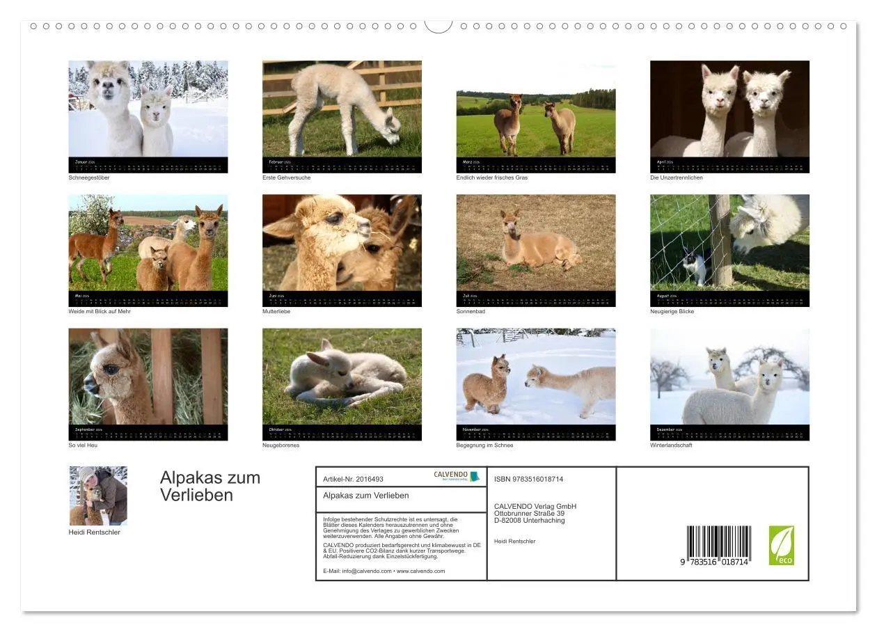 Bild: 9783516018714 | Alpakas zum Verlieben (hochwertiger Premium Wandkalender 2026 DIN...