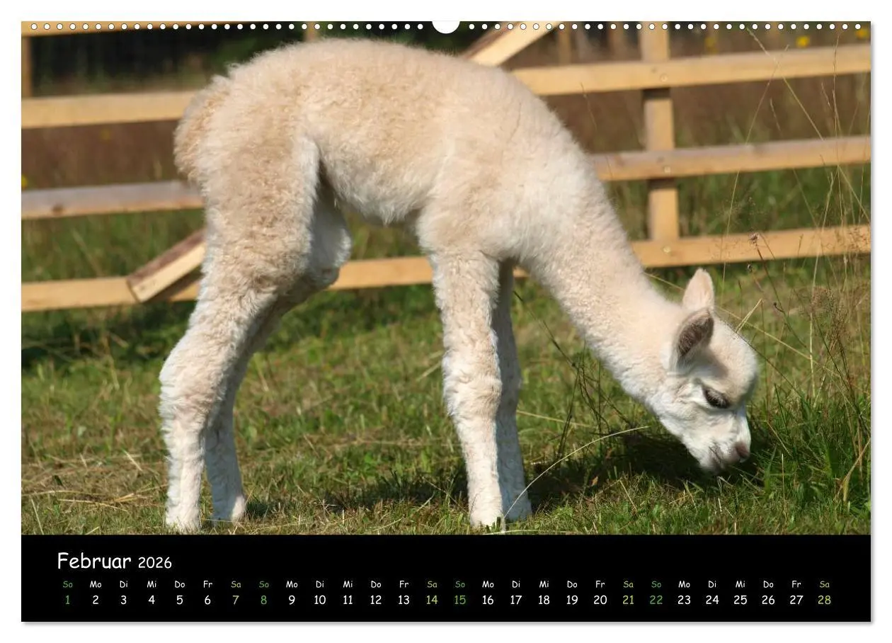 Bild: 9783516018714 | Alpakas zum Verlieben (hochwertiger Premium Wandkalender 2026 DIN...