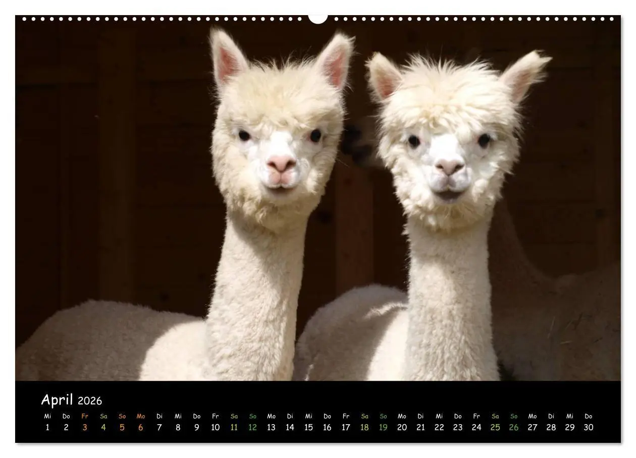 Bild: 9783516018714 | Alpakas zum Verlieben (hochwertiger Premium Wandkalender 2026 DIN...