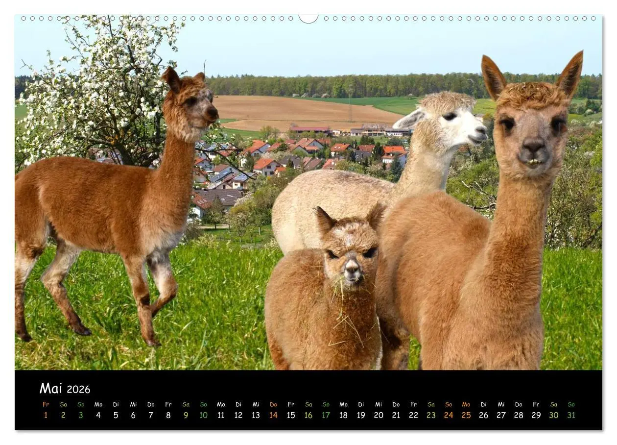 Bild: 9783516018714 | Alpakas zum Verlieben (hochwertiger Premium Wandkalender 2026 DIN...