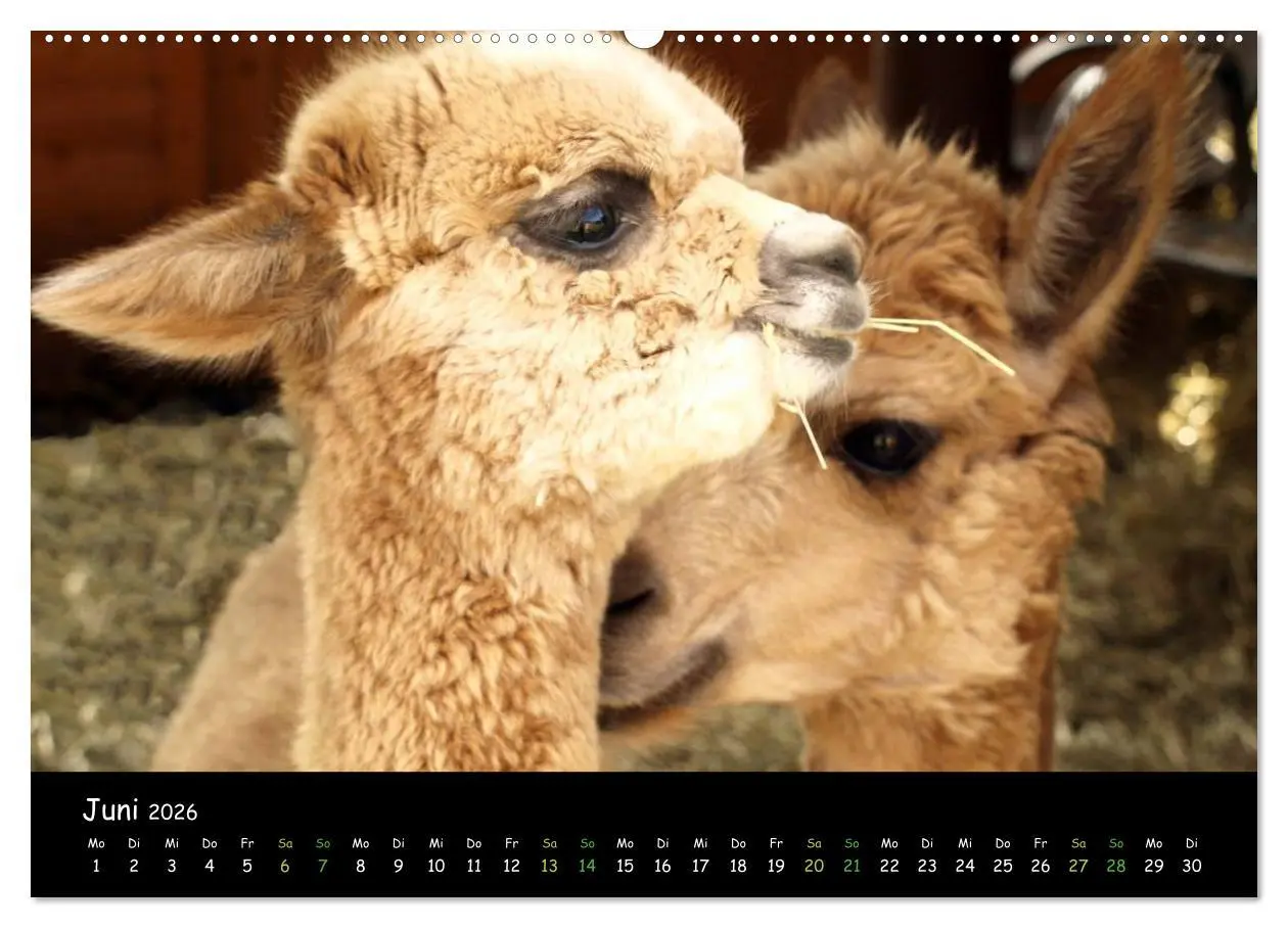 Bild: 9783516018714 | Alpakas zum Verlieben (hochwertiger Premium Wandkalender 2026 DIN...
