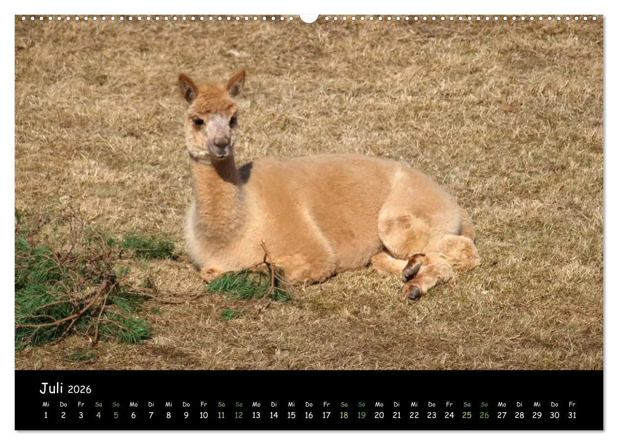 Bild: 9783516018714 | Alpakas zum Verlieben (hochwertiger Premium Wandkalender 2026 DIN...