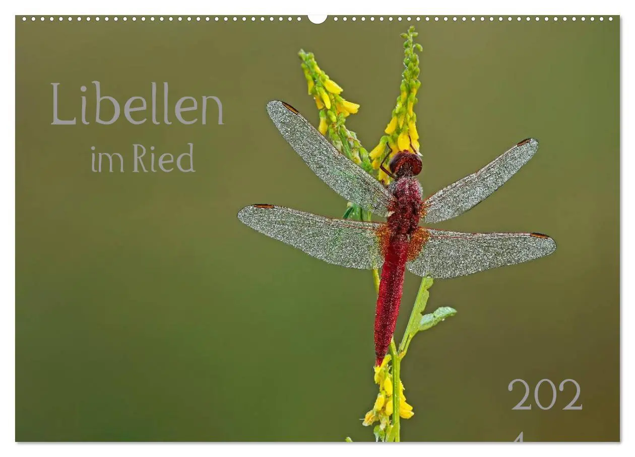 Cover: 9783516008814 | Libellen im Ried (Wandkalender 2026 DIN A2 quer), CALVENDO...