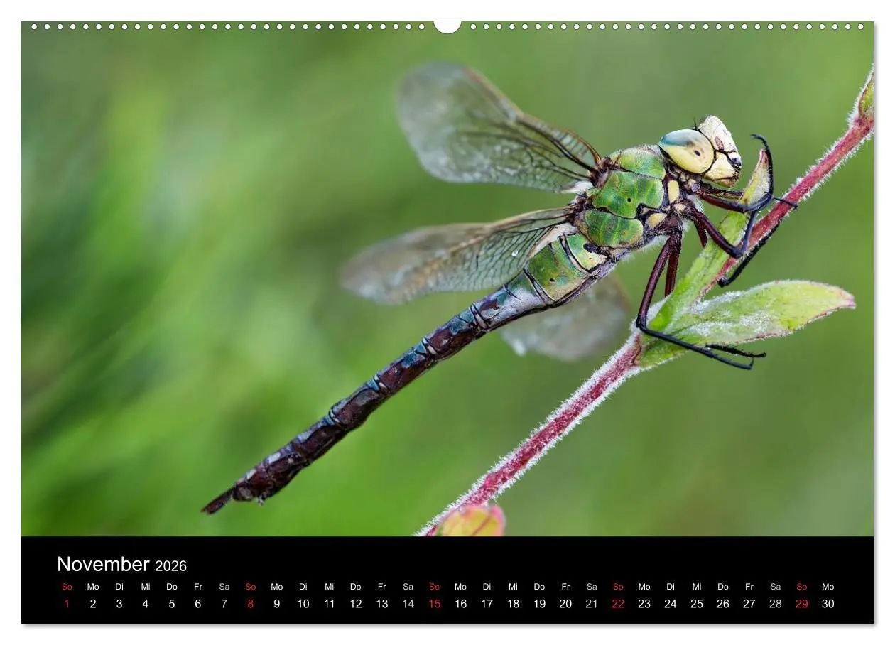 Bild: 9783516008814 | Libellen im Ried (Wandkalender 2026 DIN A2 quer), CALVENDO...