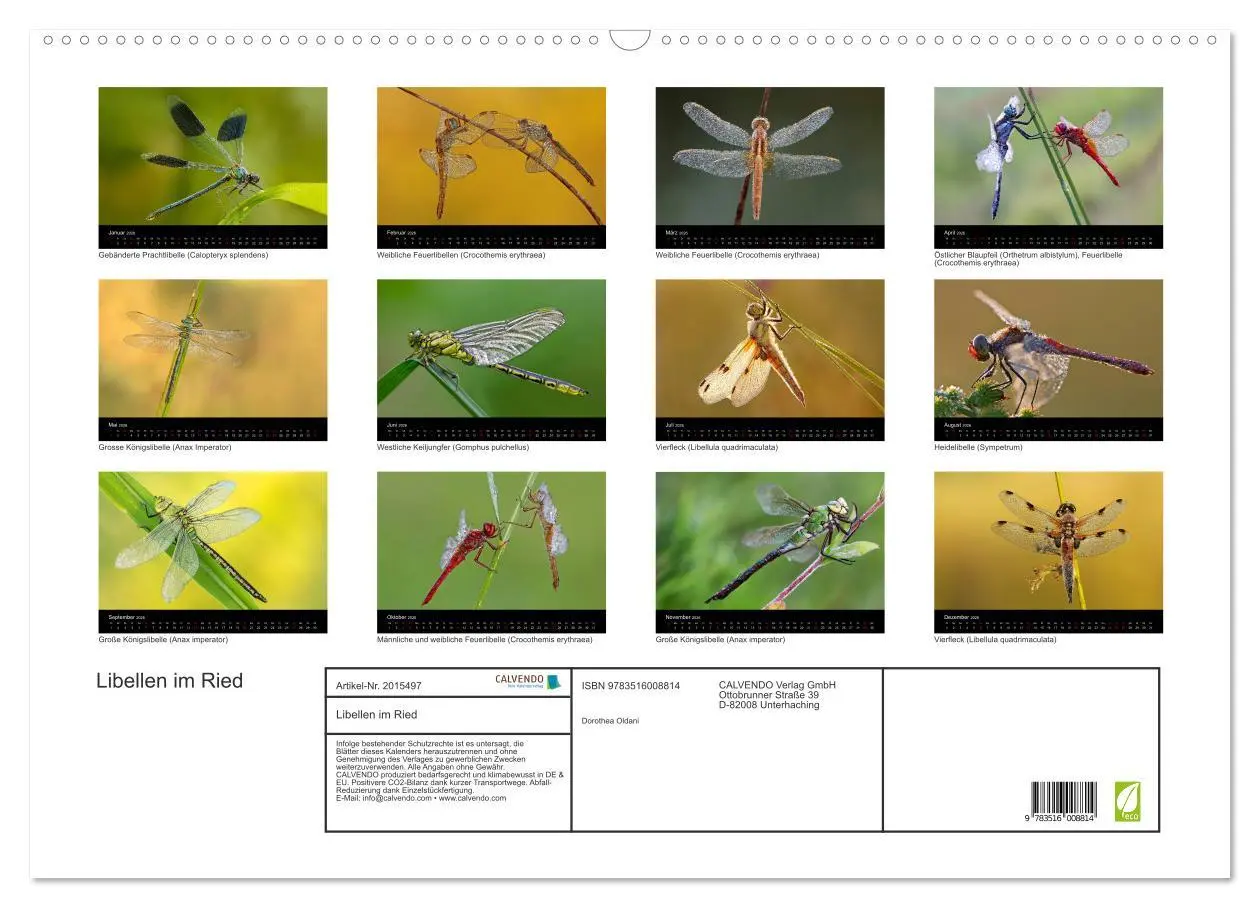 Bild: 9783516008814 | Libellen im Ried (Wandkalender 2026 DIN A2 quer), CALVENDO...