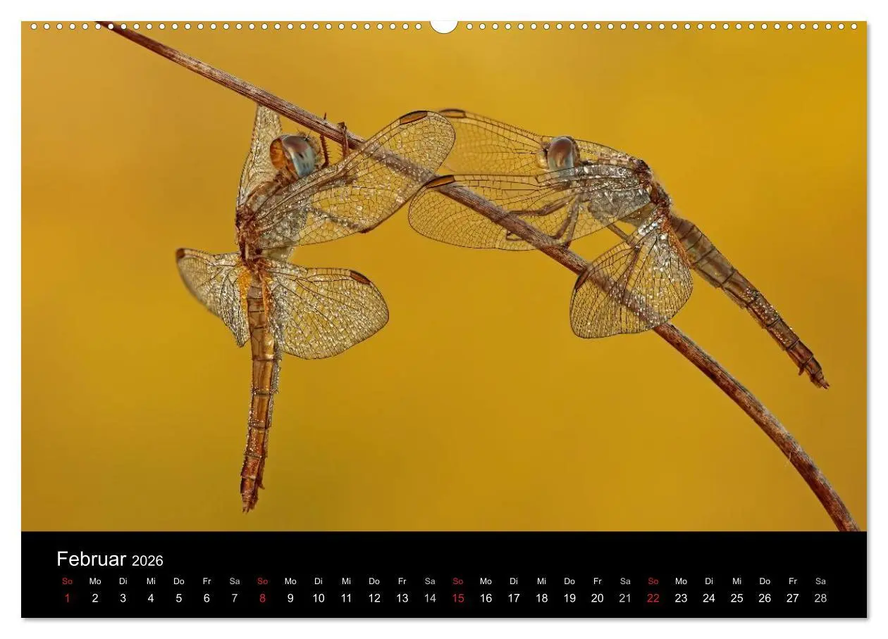 Bild: 9783516008814 | Libellen im Ried (Wandkalender 2026 DIN A2 quer), CALVENDO...
