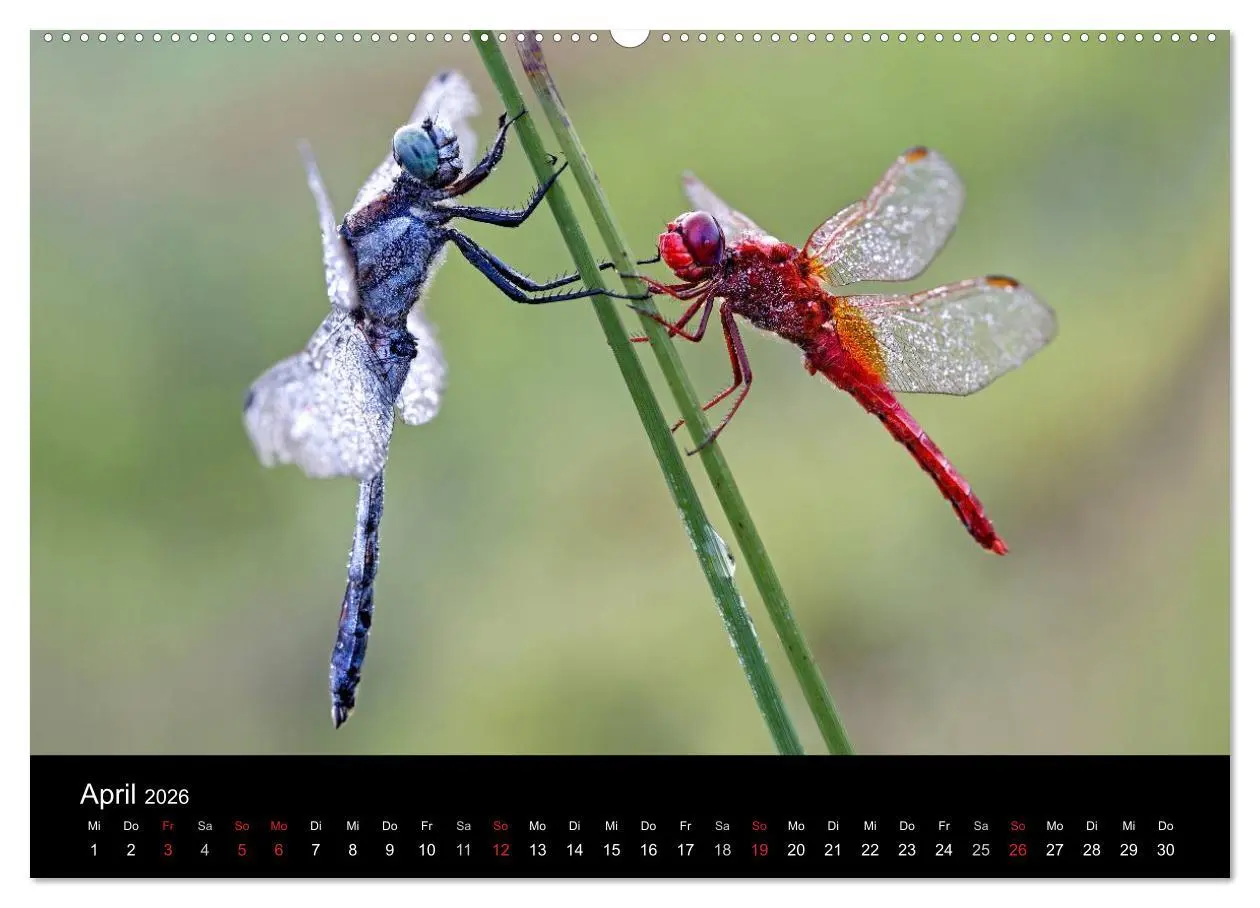 Bild: 9783516008814 | Libellen im Ried (Wandkalender 2026 DIN A2 quer), CALVENDO...