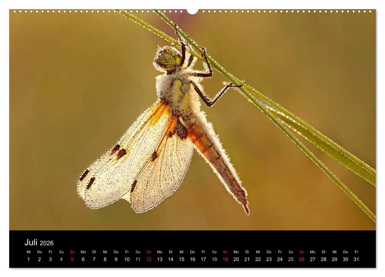 Bild: 9783516008814 | Libellen im Ried (Wandkalender 2026 DIN A2 quer), CALVENDO...