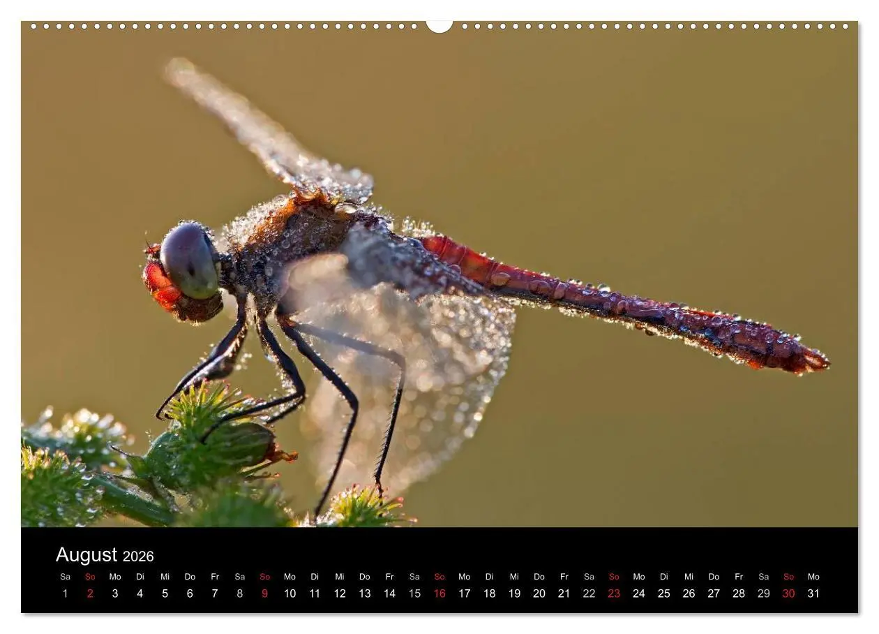 Bild: 9783516008814 | Libellen im Ried (Wandkalender 2026 DIN A2 quer), CALVENDO...