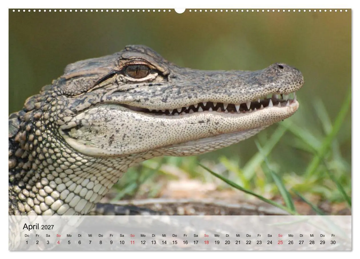 Bild: 9783594019214 | Große Echsen. Krokodile und Alligatoren (Wandkalender 2027 DIN A2...