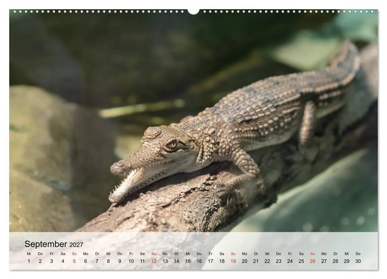 Bild: 9783594019214 | Große Echsen. Krokodile und Alligatoren (Wandkalender 2027 DIN A2...