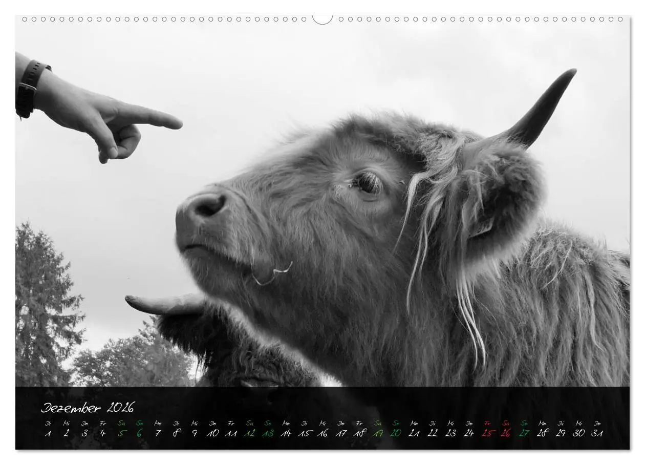 Bild: 9783457939314 | Highland Cattle vom Nordlicht - Faszination Hochland Rind...