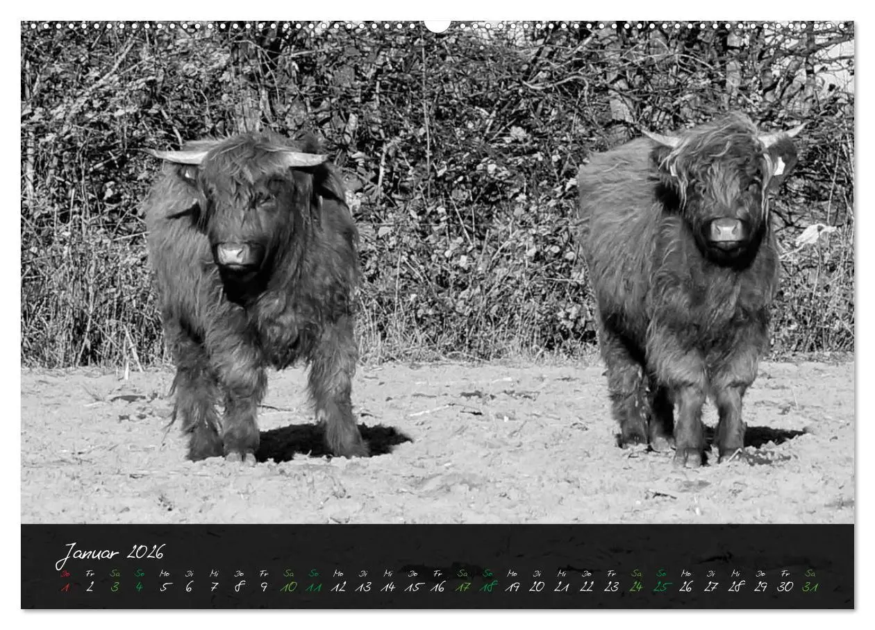 Bild: 9783457939314 | Highland Cattle vom Nordlicht - Faszination Hochland Rind...