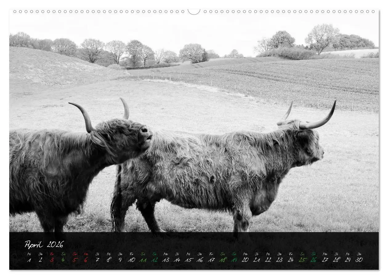 Bild: 9783457939314 | Highland Cattle vom Nordlicht - Faszination Hochland Rind...