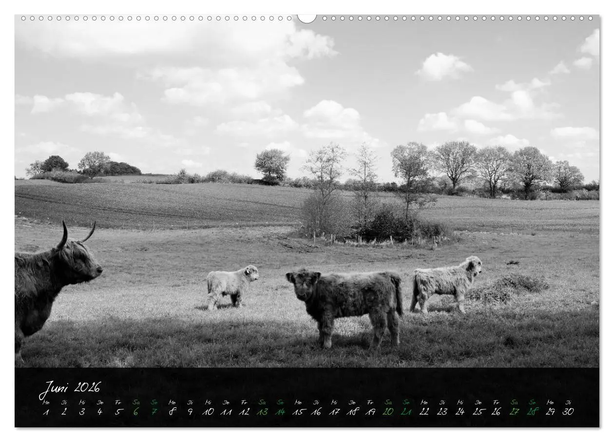 Bild: 9783457939314 | Highland Cattle vom Nordlicht - Faszination Hochland Rind...
