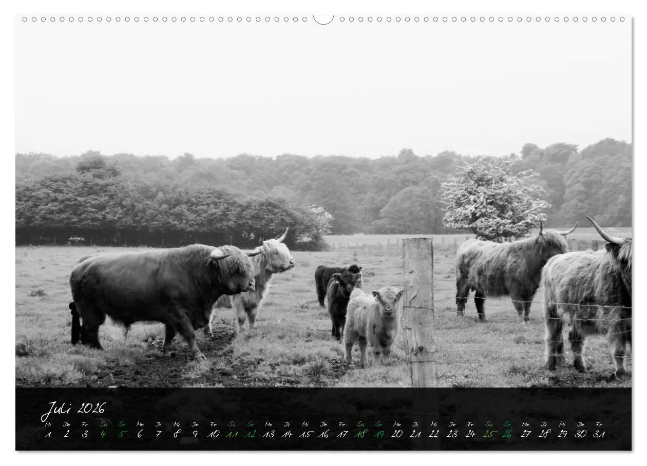 Bild: 9783457939314 | Highland Cattle vom Nordlicht - Faszination Hochland Rind...
