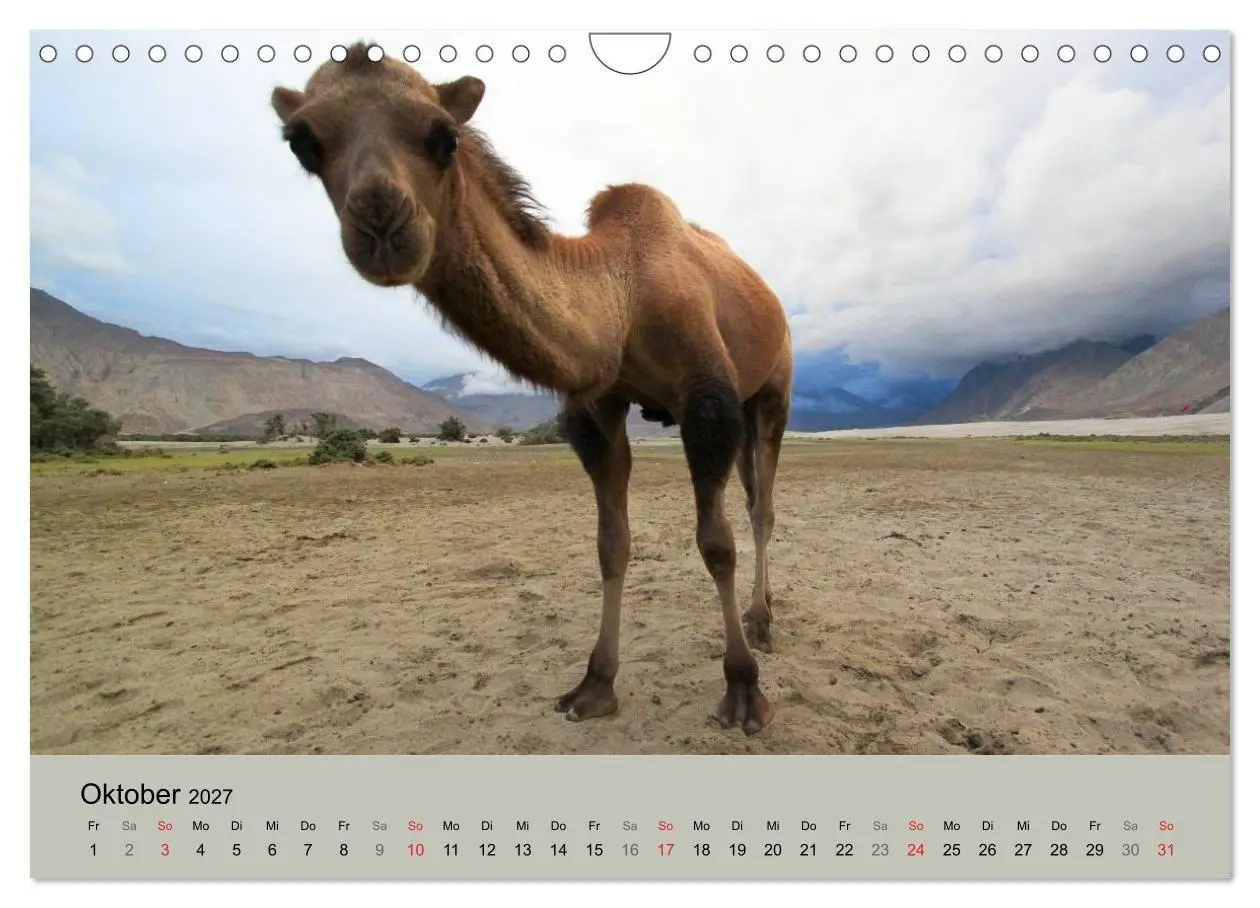 Bild: 9783594009314 | Kamel Porträt (Wandkalender 2027 DIN A4 quer), CALVENDO Monatskalender
