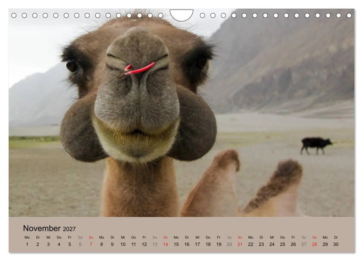 Bild: 9783594009314 | Kamel Porträt (Wandkalender 2027 DIN A4 quer), CALVENDO Monatskalender