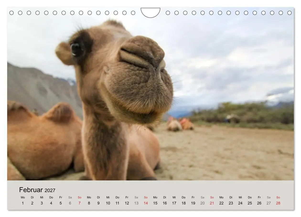 Bild: 9783594009314 | Kamel Porträt (Wandkalender 2027 DIN A4 quer), CALVENDO Monatskalender
