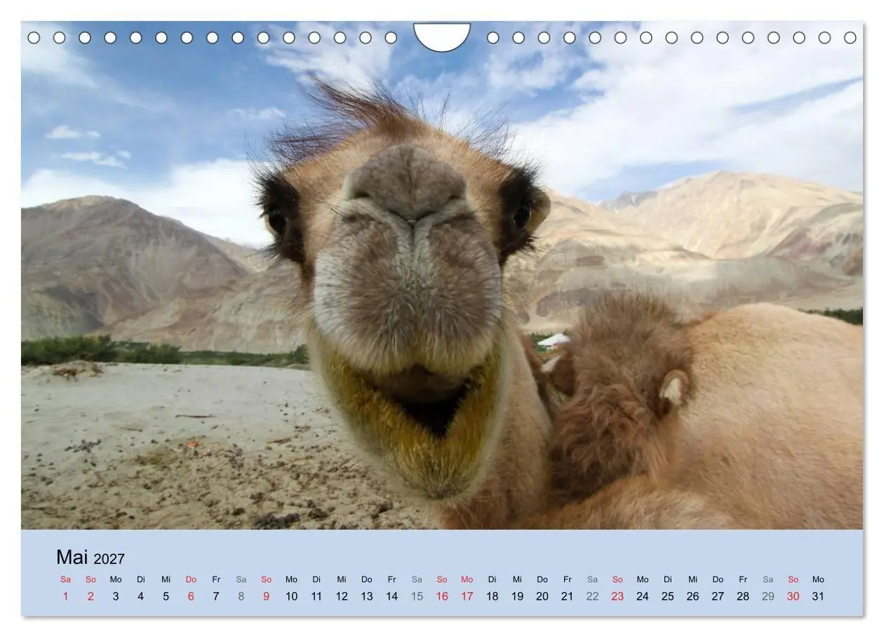 Bild: 9783594009314 | Kamel Porträt (Wandkalender 2027 DIN A4 quer), CALVENDO Monatskalender